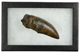 Serrated, Fossil Tyrannosaurus (Trex) Tooth - Wyoming #380874-2